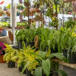 Plant Nursery & Gardening